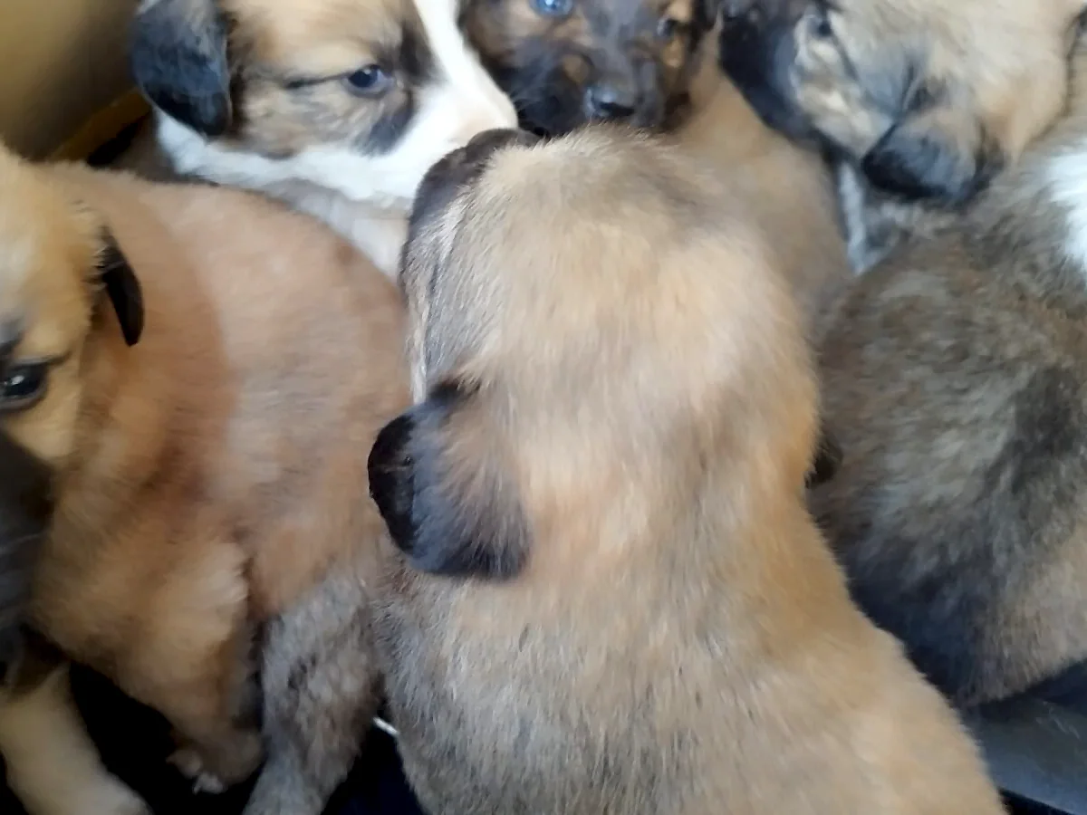 The real stars of TenderDogs!